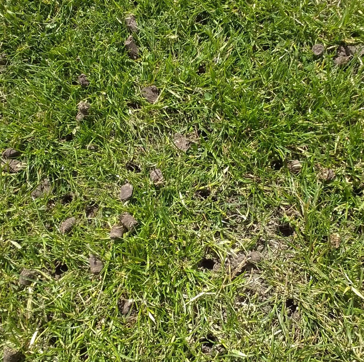 Aerifizierung fussballplatz SSV Förste